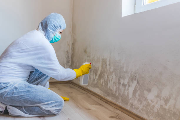 Licensed Black Mold Removal service in Kennett Square, PA - WQB Mold Removal
